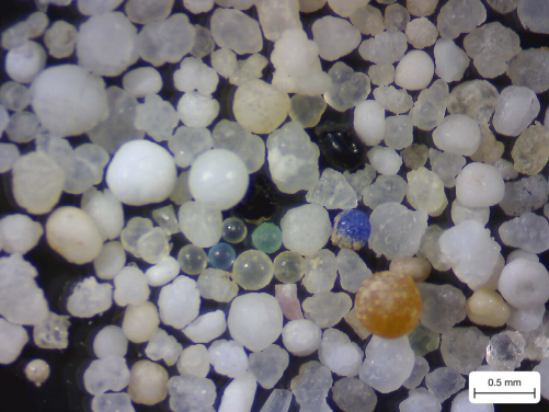 從海水樣本中收集的塑膠微珠。